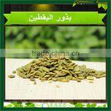 China Pumpkin Kernel High Quality Big Quantity Grade AA thumbnail-4