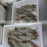 Frozen Shrimp and Bulk Seafood thumbnail-1