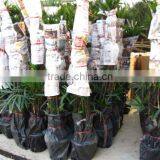 Raphis Excelsa Indoor Plants thumbnail-1