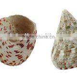 Shell Decoration, Tan, About 35x33x33mm(SHEL-R170) thumbnail-1