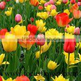 Good Smell Bulb Type Flower Tulip Peonies Cut Flowers From Kunming thumbnail-4