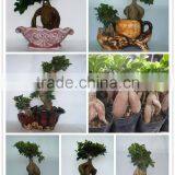 Ficus Ginseng Microcarpa Bonsai Tree Taiwan Ficus Banyan Fig Indoor Ornamental Plants Nursery thumbnail-2