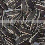 Black Sunflower Seeds thumbnail-4