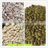 Wholesale Pumpkin Seeds
