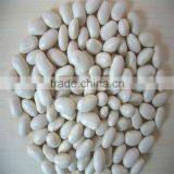 White Kidney Bean thumbnail-1