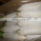 Hot Sale Radish thumbnail-4