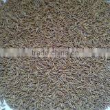 Cumin Seeds EU & Singapore Quality 99.11% Purity thumbnail-3