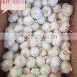 2016 New Fresh White Garlic at Cheap Price thumbnail-1