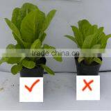 China Best Quality Phosphorus Potassium Humate For Vegetable