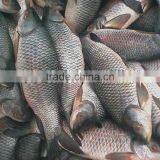 Frozen Carp thumbnail-1