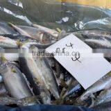 Frozen Mackerel Fish thumbnail-2