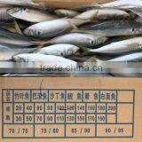 Whole Round Seafood Fresh Sea Frozen Jack Mackerel thumbnail-3