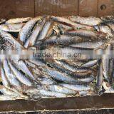 for Canning Good Price Wholesale Block Frozen Sardine thumbnail-2