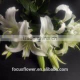 2017 Wholesale White Siberia Lily With High Quality thumbnail-3
