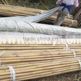 Different Sizes Tonkin Bamboo Stakes/poles/canes for Agriculture thumbnail-4