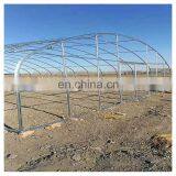 High Quality Cheap Price Agricultural Indoor Solar Greenhouse Frame With Plastic Sheet Tent thumbnail-6