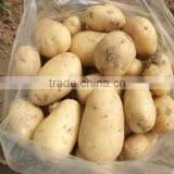 2015 Best Quality of the Potato in Anqiu thumbnail-5
