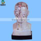 Head Acupuncture Model 20CM BIX-Y1012 thumbnail-1