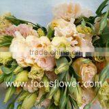 Wide Varieties Fresh Cut Flower Color Lisianthus Purple Lisianthus Flowers From Yunnan, China thumbnail-3