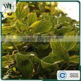 Vietnam Round Solid 500gl Black Pepper Mites thumbnail-4