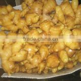 china ginger factory/competitive price