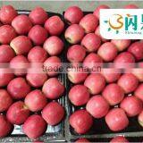 Top Good Taste Fuji Apple Fruit Supply All Year at Cheap Prices for Sale thumbnail-1