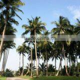 Coconut Sugar thumbnail-3