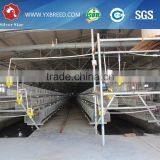 20000 Layer Farm Equipment Large Scale Automatic Project thumbnail-6