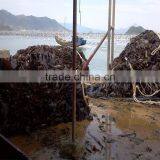 Top Dried Kelp Seaweed Cut,Laminaria Japonica,dried Seaweed Price,seaweed Snack/soup thumbnail-4