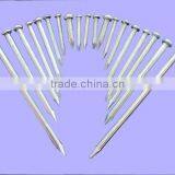 Common Nail thumbnail-1