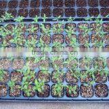 China Factory Price Discount Black Plastic Rice Seeding Tray thumbnail-2