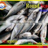 FROZEN MARUADSI WHOLE ROUND (ROUND SCAD) thumbnail-3