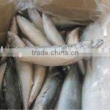 NEW ARRIVAL FROZEN MACKEREL thumbnail-1