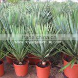 Yucca Filamentosa thumbnail-2