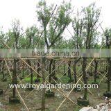 Callistemon Viminalis Outdoor Landscaping Trees