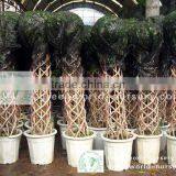 Ficus Cage Shape Potted thumbnail-1
