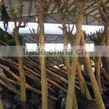 Erythrina Crista Packing for Loading thumbnail-1