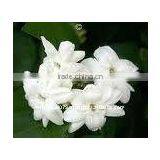 JASMINE ABSOLUTE OILS thumbnail-1