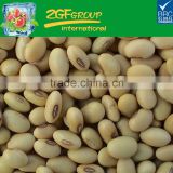 Hot Sale fresh and healthy light speckled beans