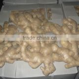 2015 new crop Chinese air-dried ginger for export