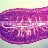 Zoology Animal Histology Prepared Slides for Microscopes thumbnail-6