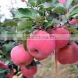 Chinese Fresh Apple Fresh Apple Fruit for Sale Fresh Apple Fruit Packing thumbnail-2