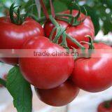 Factory Price Natural Lycopene Tomato Extract Powder thumbnail-6