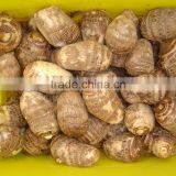 Small Fresh Taroes thumbnail-3