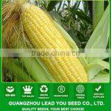 MCO06 Tian heat resistant golden-yellow sweet corn seeds for planting