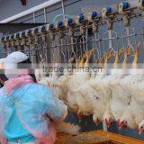 008618052092685 Poultry Chicken Slaughterhouse Equipment|High Quality Chicken Duck Broiler Slauhgtering Production Line thumbnail-5