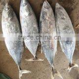 Whole Part of Skipjack Tuna thumbnail-2