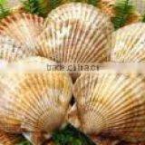 LIVE FRESH/FROZEN SCALLOPS in Shell From Hokkido Japan thumbnail-2