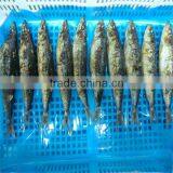 Iqf Frozen Wholesale Fresh Fish thumbnail-1