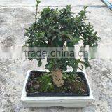 Carmona Microphylla Bosnai thumbnail-2